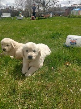 gouden puppy's voor adoptie - 0