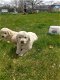 gouden puppy's voor adoptie - 0 - Thumbnail