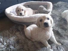 gouden puppy's voor adoptie