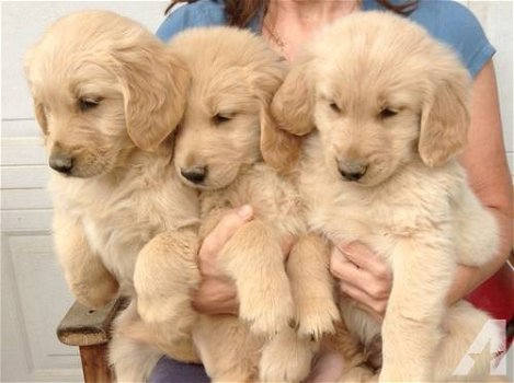 gouden puppy's voor adoptie - 0