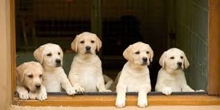 gouden puppy's voor adoptie - 0