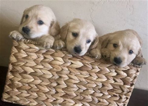 gouden puppy's voor adoptie - 0