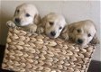 gouden puppy's voor adoptie - 0 - Thumbnail