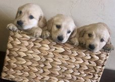 gouden puppy's voor adoptie