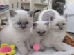 Mooie Ragdoll Kittens - 0 - Thumbnail