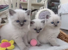 Mooie Ragdoll Kittens