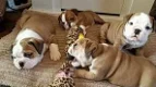 Engelse bulldog puppies - 0 - Thumbnail