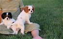 Gezonde Carvalier King charles-puppy's beschikbaar - 0 - Thumbnail