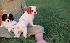 Gezonde Carvalier King charles-puppy's beschikbaar