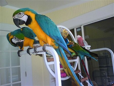 Blauwe en Gouden ara papegaaien beschikbaar - 0