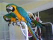 Blauwe en Gouden ara papegaaien beschikbaar - 0 - Thumbnail