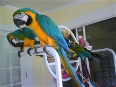 Blauwe en Gouden ara papegaaien beschikbaar