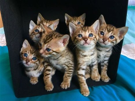 Mooie Bengaalse kittens beschikbaar.. - 0