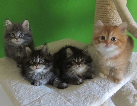 Prachtige Maine Coon Kittens beschikbaar - 0