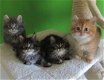 Prachtige Maine Coon Kittens beschikbaar - 0 - Thumbnail