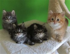 Prachtige Maine Coon Kittens beschikbaar