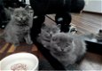 Mannelijke en vrouwelijke Brits korthaar kittens - 0 - Thumbnail