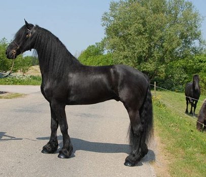 mannelijk Fries paard (Thor) - 0