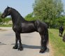 mannelijk Fries paard (Thor) - 0 - Thumbnail