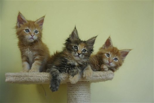 Prachtige Maine-Coon kittens - 0