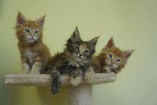 Prachtige Maine-Coon kittens