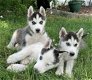 Siberische Husky-puppy's voor adoptie - 0 - Thumbnail