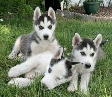 Siberische Husky-puppy's voor adoptie