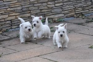 Schatjes West-highland-terrier-Puppy's - 0