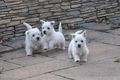 Schatjes West-highland-terrier-Puppy's - 0 - Thumbnail