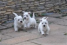 Schatjes West-highland-terrier-Puppy's