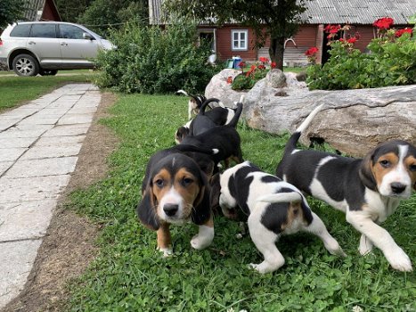 Mooie Beagle Puppies - 0