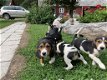 Mooie Beagle Puppies - 0 - Thumbnail