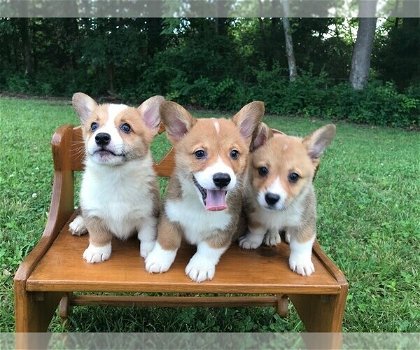 Geweldige Welsh corgi-puppy's beschikbaar - 0