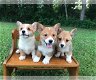 Geweldige Welsh corgi-puppy's beschikbaar - 0 - Thumbnail