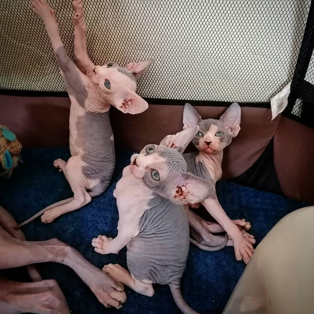 Mooie Sphynx-kittens voor adoptie