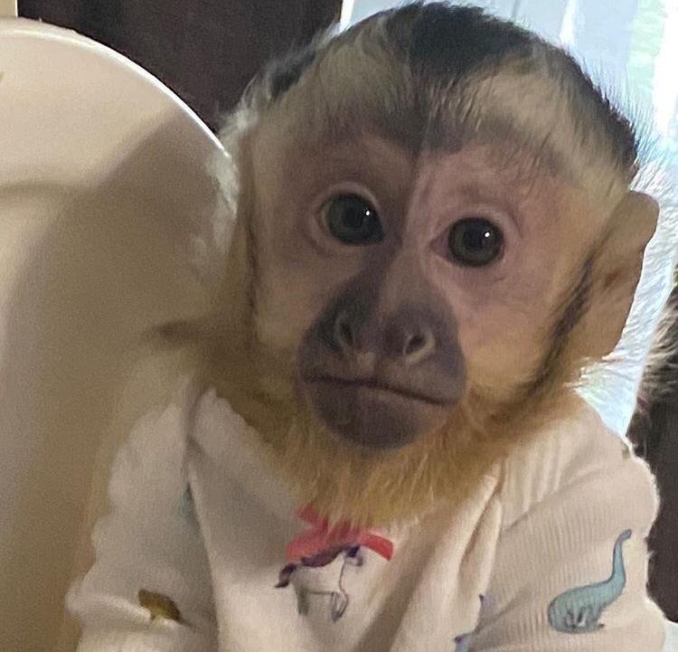 AANBIDDELIJKE CAPUCHIN-APEN - Afbeelding 2