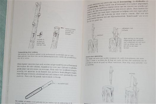 Fred Lorsheid: Het Druivenboek - 1