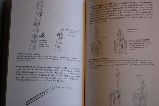 Fred Lorsheid: Het Druivenboek - 6