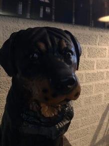 Prachtig polystonen beeld van rottweiler-hond -beeld-kado - Afbeelding 5