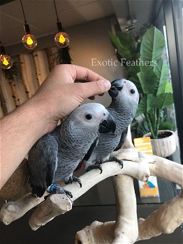 Hand gefokt baby Afrikaanse grijze papegaaien te koop - 0