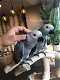 Hand gefokt baby Afrikaanse grijze papegaaien te koop - 1 - Thumbnail