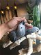 Hand gefokt baby Afrikaanse grijze papegaaien te koop - 3 - Thumbnail