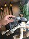 Hand gefokt baby Afrikaanse grijze papegaaien te koop - 6 - Thumbnail
