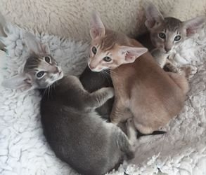 Pedigree Oosterse Kittens - 0