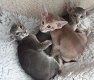 Pedigree Oosterse Kittens - 0 - Thumbnail