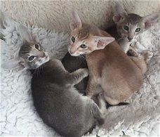 Pedigree Oosterse Kittens