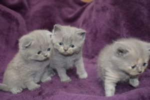 Schotse Fold Kittens - 0
