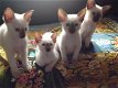 Mooie siamese katjes - 0 - Thumbnail