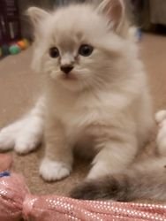 Verbazingwekkende ragdoll kittens - 0