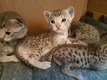 Tica Geregistreerde Savannah Kittens - 0 - Thumbnail